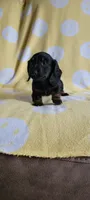 Long hair, a male Miniature Dachshund for sale in Maryville, TN – 1 of 1