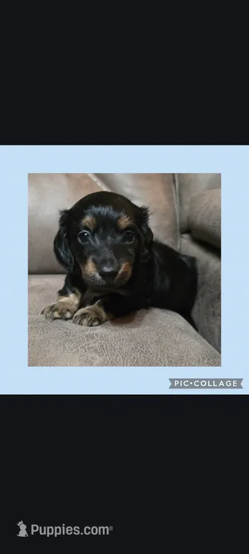 Black &tan long-haired hair  – Miniature Dachshund puppy for sale in Maryville, TN