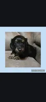 Black &tan long-haired hair , a male Miniature Dachshund for sale in Maryville, TN – 1 of 1