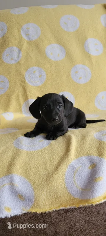 No name – Miniature Dachshund puppy for sale in Maryville, TN