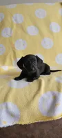 No name, a male Miniature Dachshund for sale in Maryville, TN – 1 of 1