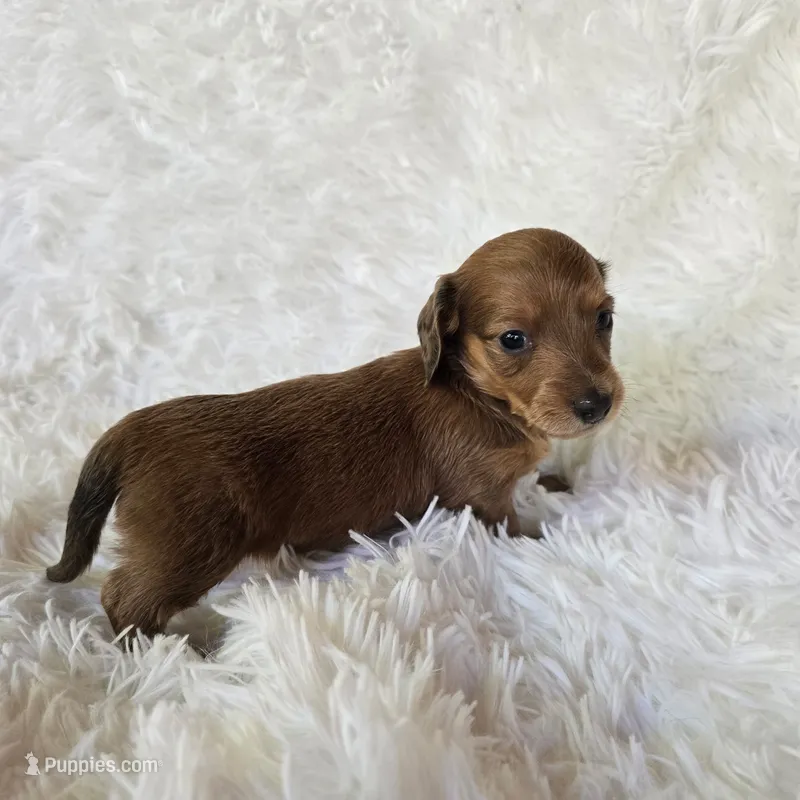 None – Miniature Dachshund puppy for sale in Maryville, TN