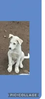 Huskie, a male Siberian Husky for sale in Maryville, TN – 1 of 1