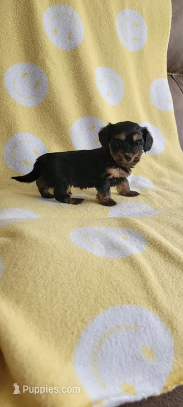 No name – Shorkie puppy on hold in Maryville, TN