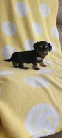 No name, a female Shorkie for sale in Maryville, TN – 1 of 1