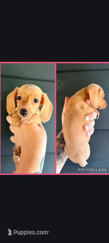 E E Cream – Miniature Dachshund puppy for sale in Maryville, TN