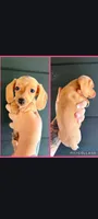 E E Cream, a female Miniature Dachshund for sale in Maryville, TN – 1 of 1