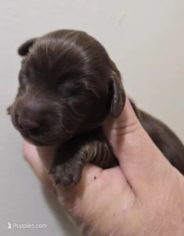 Solid Chocolate  – Miniature Dachshund puppy for sale in Maryville, TN
