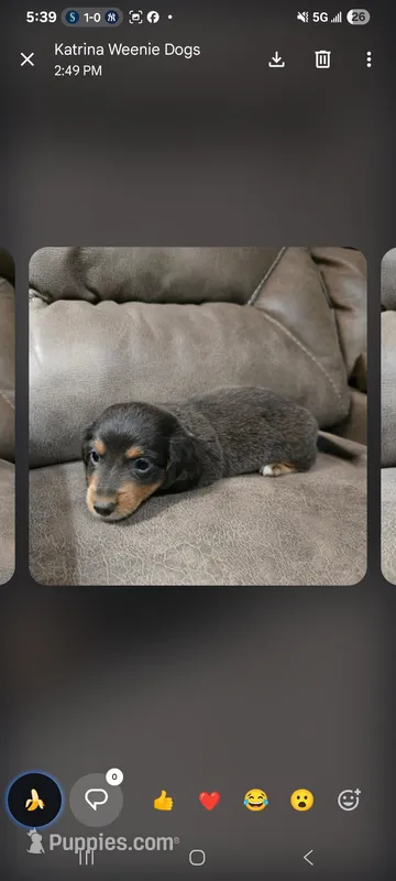 Back and Tan  girl long hair  – Miniature Dachshund puppy for sale in Maryville, TN