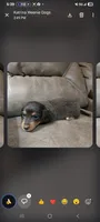 Back and Tan  girl long hair , a female Miniature Dachshund for sale in Maryville, TN – 1 of 1