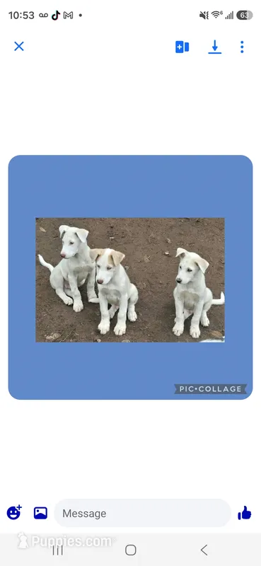 Huskies all males – Siberian Husky puppy for sale in Maryville, TN