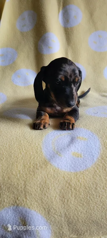 Dapple Boy – Miniature Dachshund puppy for sale in Maryville, TN