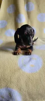 Dapple Boy, a male Miniature Dachshund for sale in Maryville, TN – 1 of 1