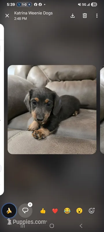 Blue and Tan – Miniature Dachshund puppy for sale in Maryville, TN