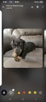 Blue and Tan, a male Miniature Dachshund for sale in Maryville, TN – 1 of 1