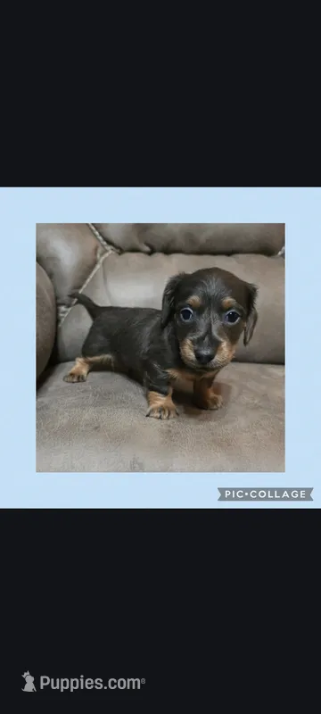 Brown &tan long-haired hair – Miniature Dachshund puppy for sale in Maryville, TN