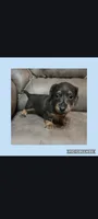 Brown &tan long-haired hair, a male Miniature Dachshund for sale in Maryville, TN – 1 of 1