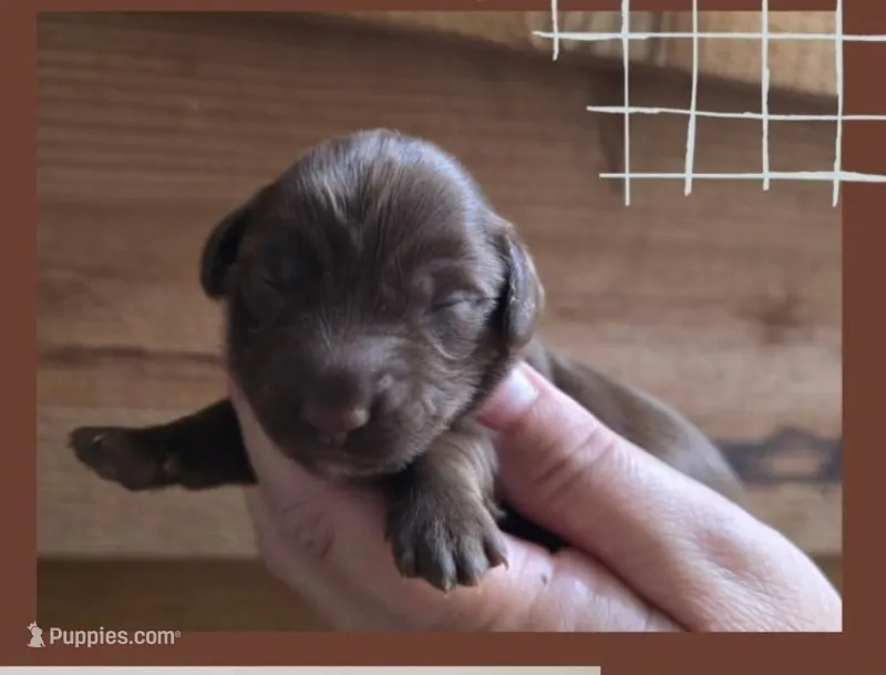 Blue and Tan – Miniature Dachshund puppy for sale in Maryville, TN