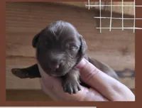 Blue and Tan, a female Miniature Dachshund for sale in Maryville, TN – 1 of 1