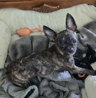 None, a female Chihuahua for sale in Maryville, TN – 1 of 1