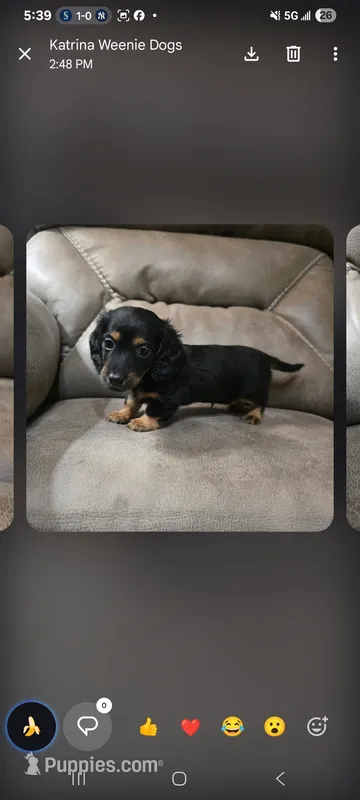 Black and Tan long-haired  – Miniature Dachshund puppy for sale in Maryville, TN