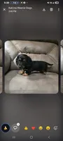 Black and Tan long-haired , a male Miniature Dachshund for sale in Maryville, TN – 1 of 1