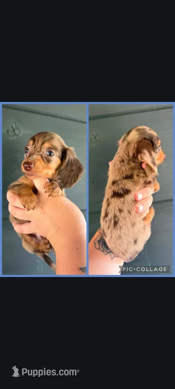 Brown Dapple Boy  – Miniature Dachshund puppy for sale in Maryville, TN