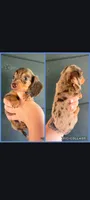 Brown Dapple Boy , a male Miniature Dachshund for sale in Maryville, TN – 1 of 1
