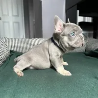 Blueyy, a female French Bulldog for sale in Los Angeles, CA – 3 of 3