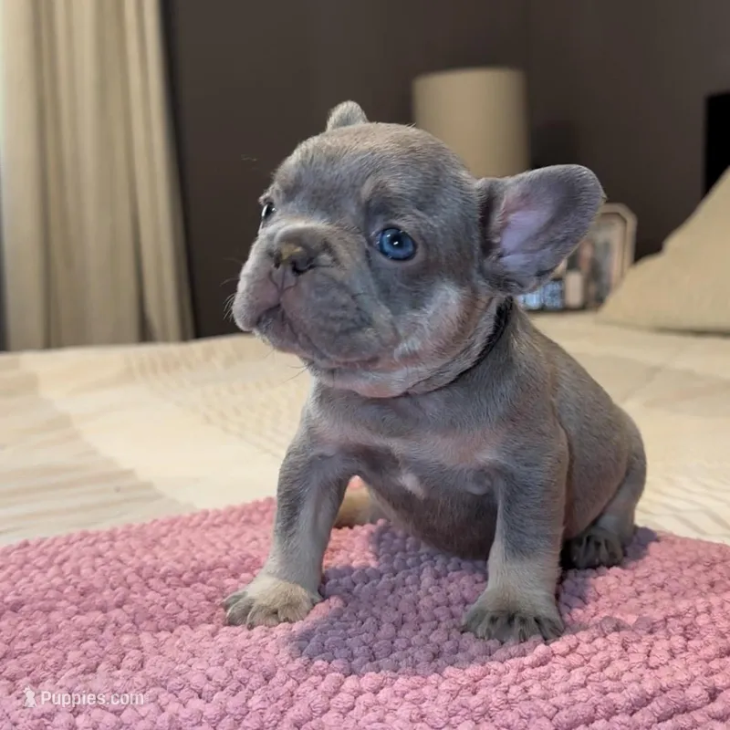 Blueyy – French Bulldog puppy for sale in Los Angeles, CA