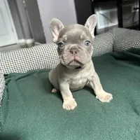 Blueyy, a female French Bulldog for sale in Los Angeles, CA – 2 of 3