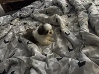 Ruth Ann , a female Shih Tzu for sale in Bassett, VA – 5 of 5