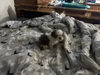 Ruth Ann , a female Shih Tzu for sale in Bassett, VA – 2 of 5