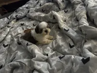 Ruth Ann , a female Shih Tzu for sale in Bassett, VA – 4 of 5