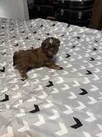 Female 1 , a female Shih Tzu for sale in Bassett, VA – 3 of 3