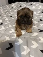 Female 2 , a female Shih Tzu for sale in Bassett, VA – 3 of 3