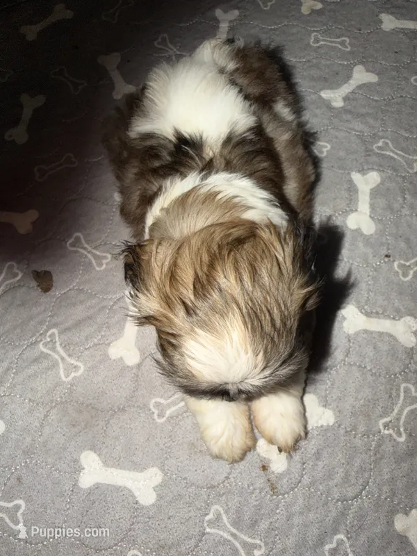 Male 1  – Shih Tzu puppy for sale in Bassett, VA