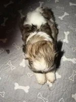 Male 1 , a male Shih Tzu for sale in Bassett, VA – 1 of 2