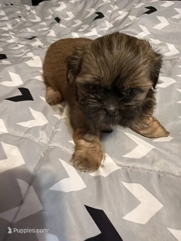 Female 2  – Shih Tzu puppy for sale in Bassett, VA