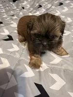 Female 2 , a female Shih Tzu for sale in Bassett, VA – 1 of 3
