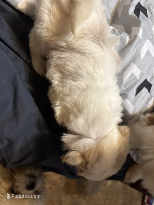 Mary Poppins – Shih Tzu puppy for sale in Bassett, VA