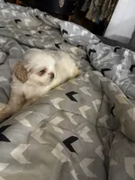 Mary Poppins, a female Shih Tzu for sale in Bassett, VA – 3 of 7