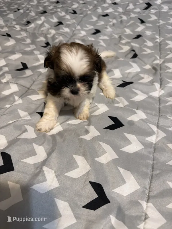 Male 2 – Shih Tzu puppy for sale in Bassett, VA