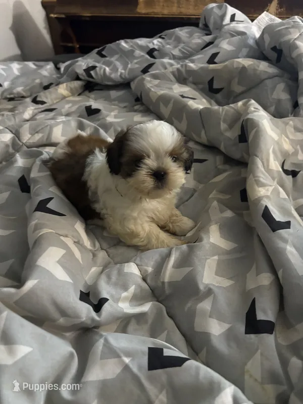Ruth Ann  – Shih Tzu puppy for sale in Bassett, VA
