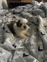 Ruth Ann , a female Shih Tzu for sale in Bassett, VA – 1 of 5