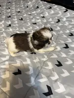 Male 2, a male Shih Tzu for sale in Bassett, VA – 2 of 2