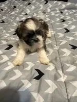Male 1 , a male Shih Tzu for sale in Bassett, VA – 2 of 2