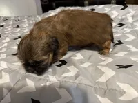 Female 2 , a female Shih Tzu for sale in Bassett, VA – 2 of 3