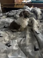 Ruth Ann , a female Shih Tzu for sale in Bassett, VA – 3 of 5