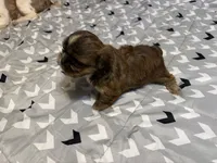 Female 1 , a female Shih Tzu for sale in Bassett, VA – 2 of 3
